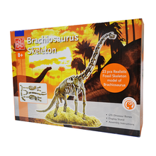 Load image into Gallery viewer, Elenco EDU-37670 Brachiosaurus Skeleton Model Kit
